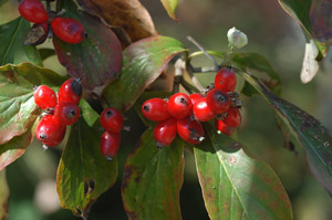 Flowering Dogwood berries